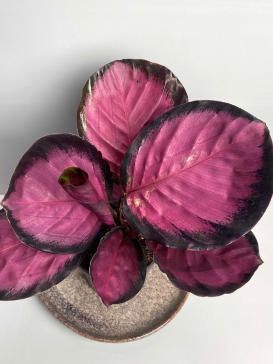 Калатея Розеопикта Рози ⌀10 25 см 