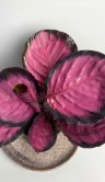 Калатея Розеопикта Рози ⌀10 25 см 