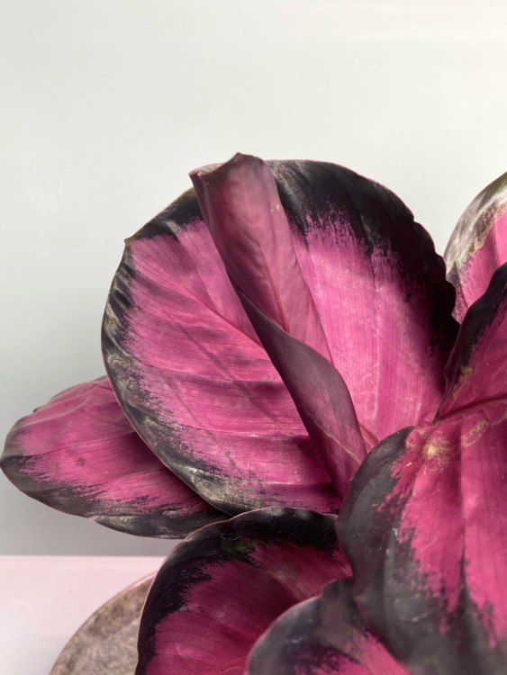 Калатея Розеопикта Рози ⌀10 25 см 