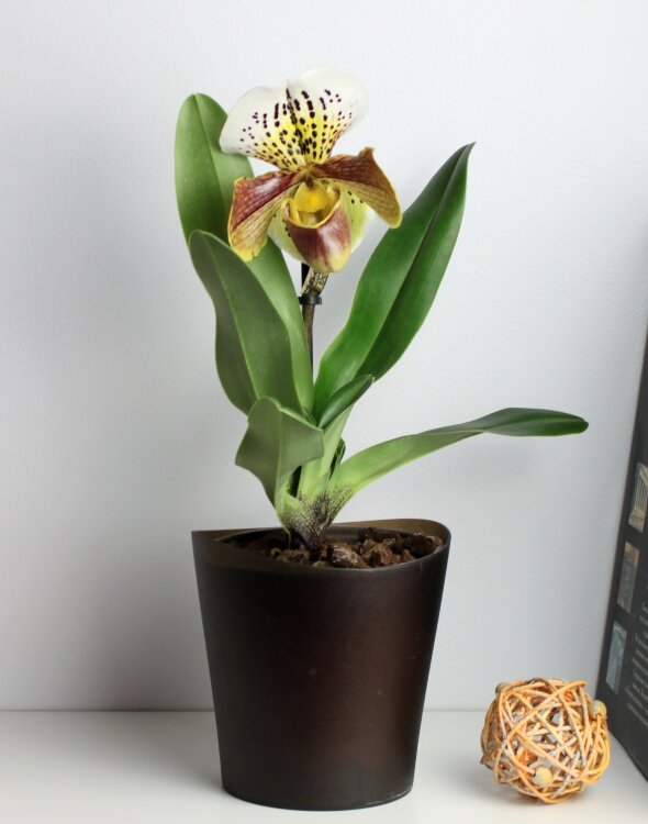 Орхидея Пафиопедилум Американа 