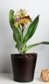 Орхидея Пафиопедилум Американа 