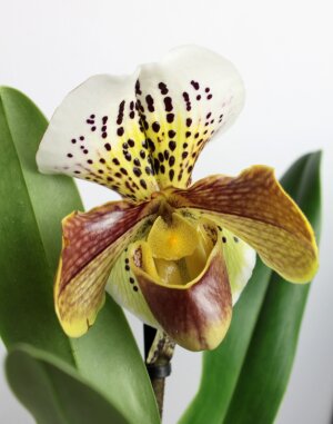 Орхидея Пафиопедилум Американа