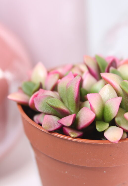 Анакампсерос Санрайз ⌀5 