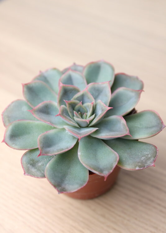 Эхеверия Шира 