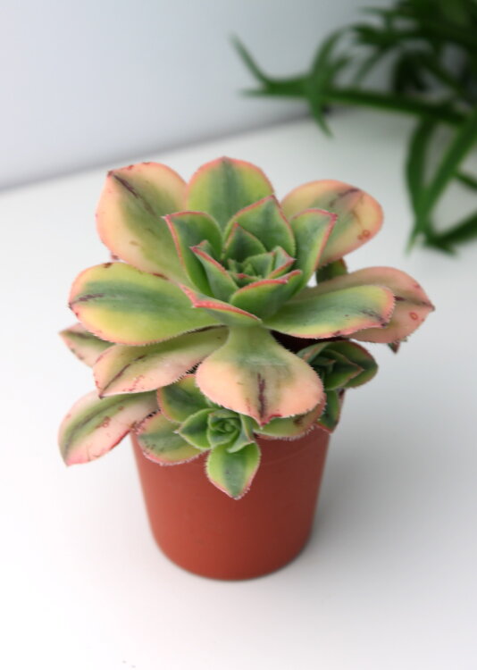 Эониум Старбердс ⌀5 