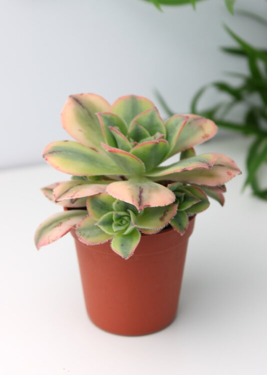 Эониум Старбердс ⌀5 