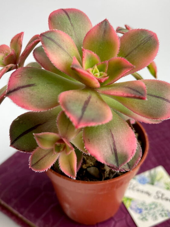 Эониум Старбердс ⌀5 