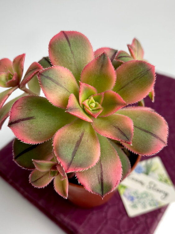 Эониум Старбердс ⌀5 