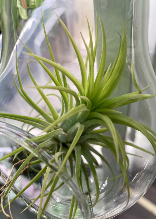 Тилландсия в лампочке с верёвкой 