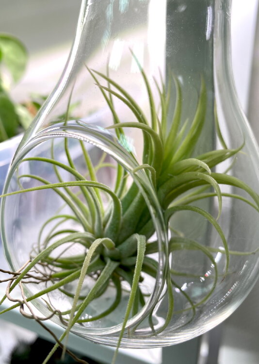 Тилландсия в лампочке с верёвкой 