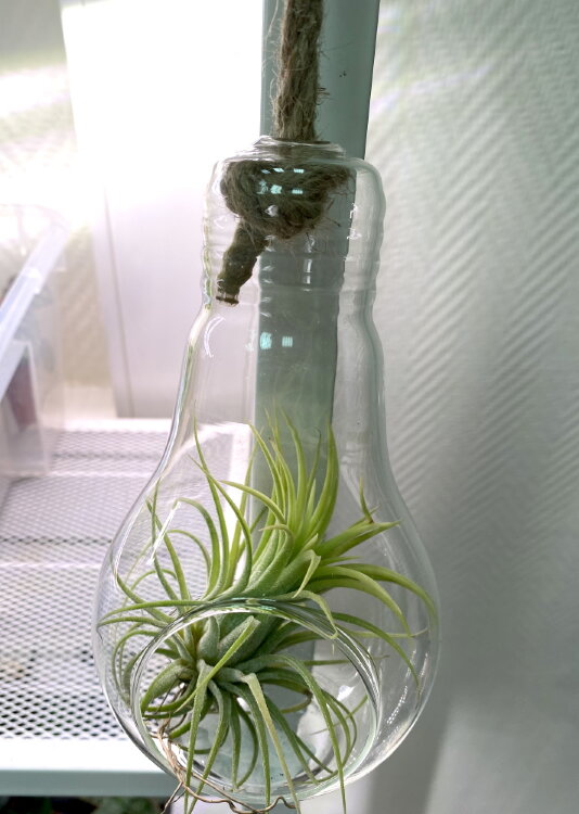 Тилландсия в лампочке с верёвкой 