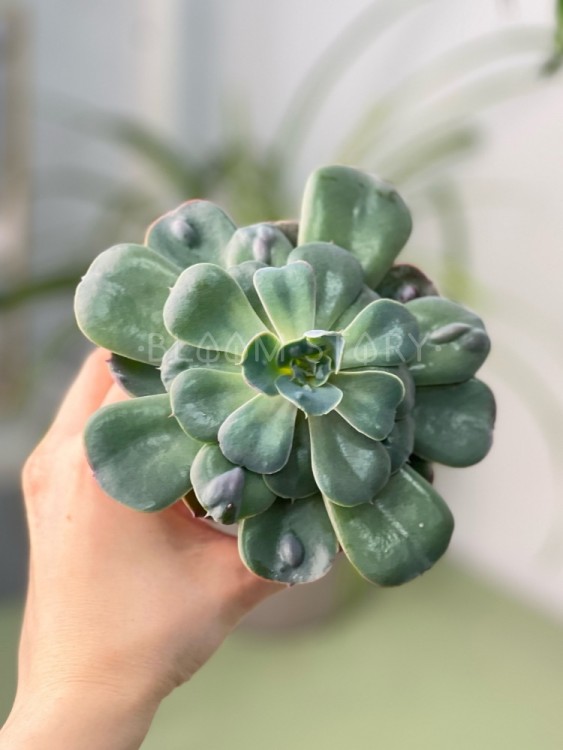 Эхеверия Рейндропс ⌀8  Эхеверия Рейндропс ⌀8