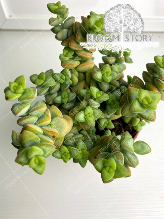 Крассула Рупестрис ⌀8 