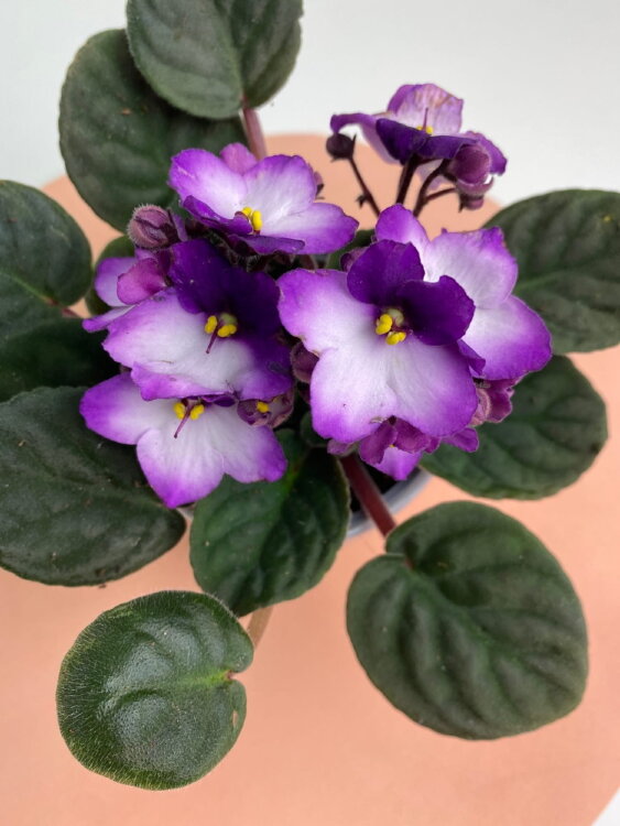 Фиалка лиловая с белой серединкой ⌀9 