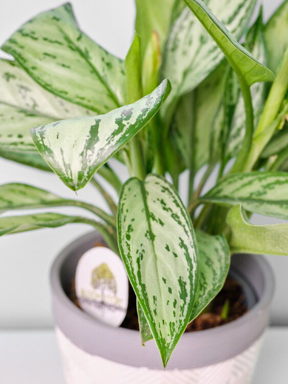 Аглаонема Мария Кристина ⌀14 40 см 