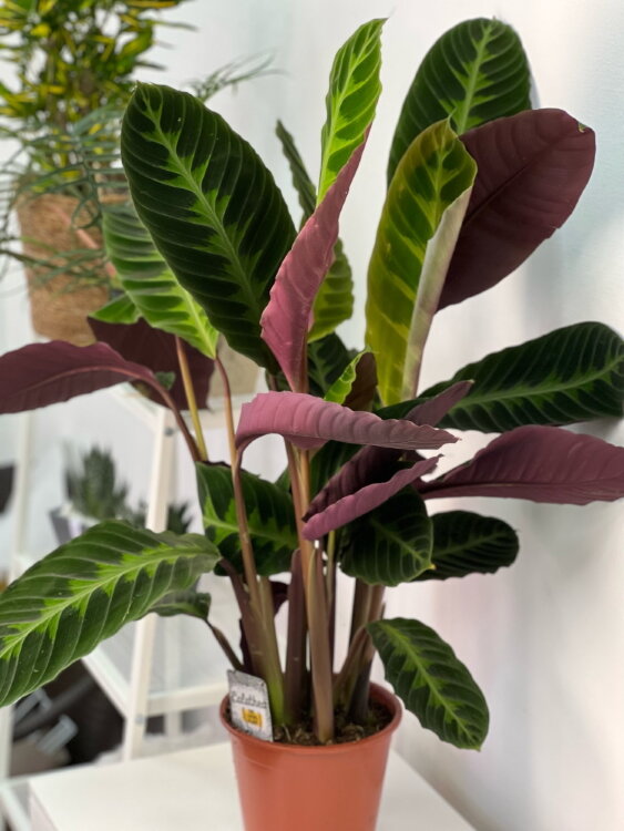 Калатея Варшевича ⌀19 80 см 