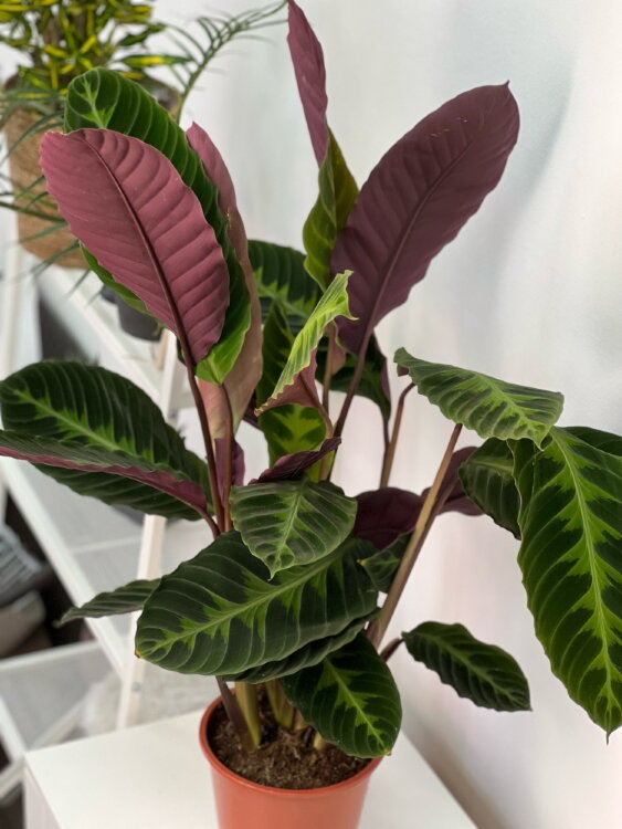 Калатея Варшевича ⌀19 80 см 