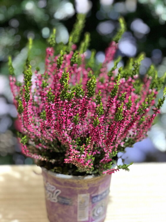 Каллуна ярко-розовая ⌀13 