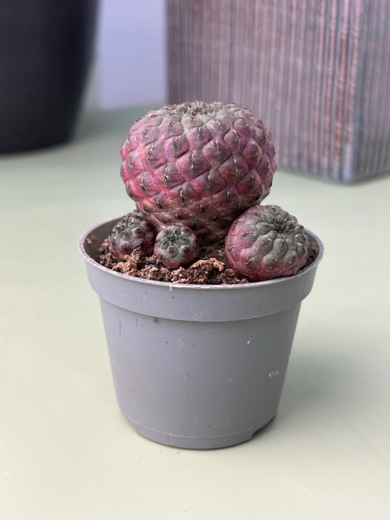 Сулькоребуция Рауши ⌀6 