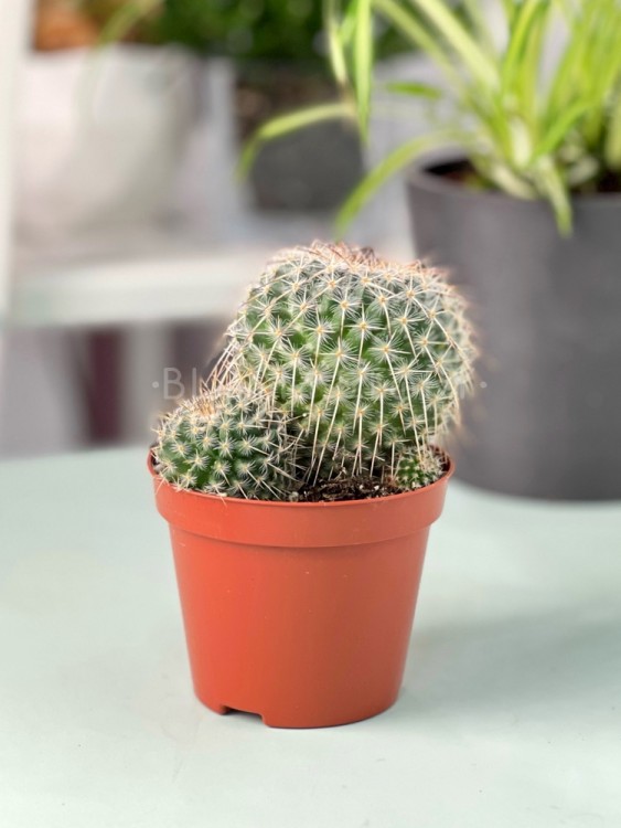 Маммиллярия Монтенсис ⌀10  Маммиллярия Монтенсис ⌀10