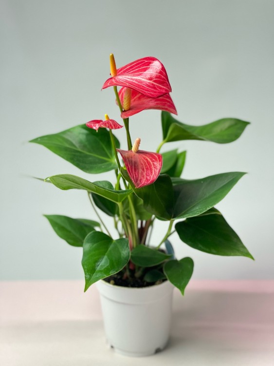 Антуриум Ливиум ⌀9 30 см 