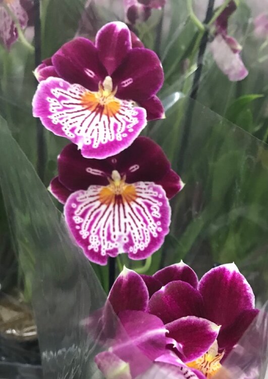 Орхидея Мильтония фиолетовая 1 ст 