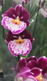 Орхидея Мильтония фиолетовая 1 ст 