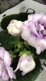 Глоксиния (Синнингия) светло-лиловая махровая 
