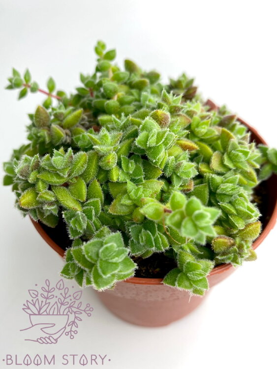 Крассула Ланугиноза ⌀8 