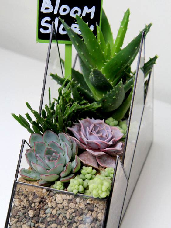 Флорариум с суккулентами "Горы" 