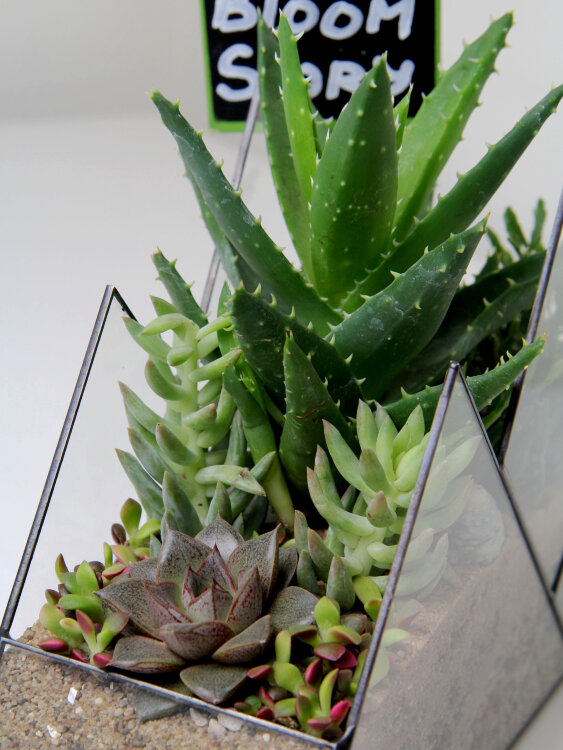 Флорариум с суккулентами "Горы" 