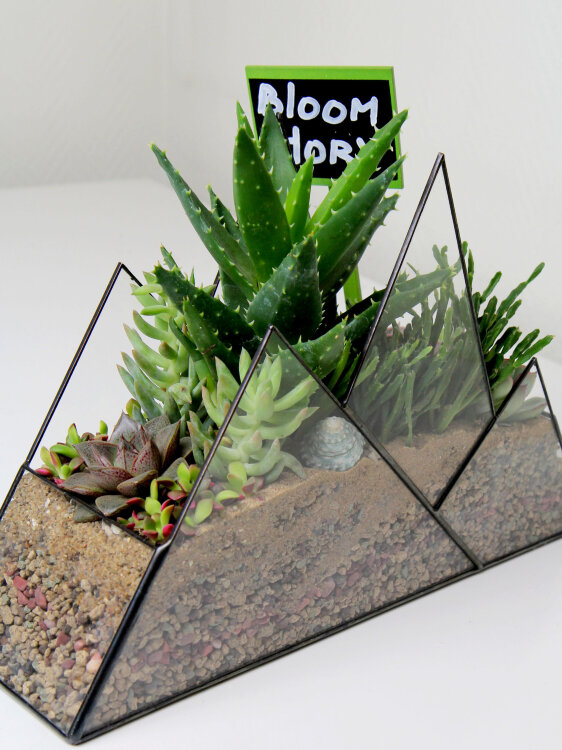 Флорариум с суккулентами "Горы" 