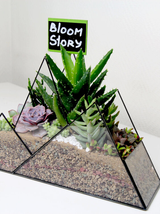 Флорариум с суккулентами "Горы" 