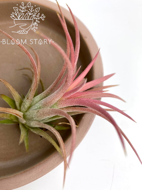 Тилландсия Ионанта Пинк 