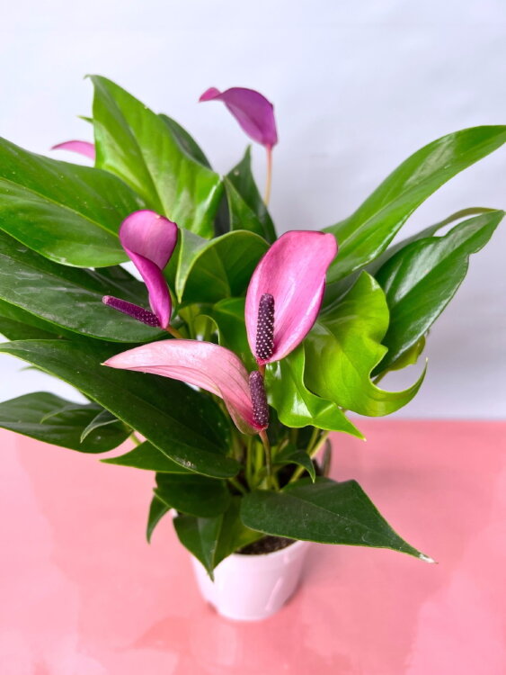 Антуриум Зизу ⌀9 30 см 