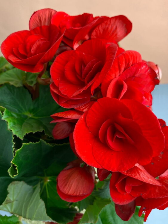 Бегония элатиор красная ⌀12 