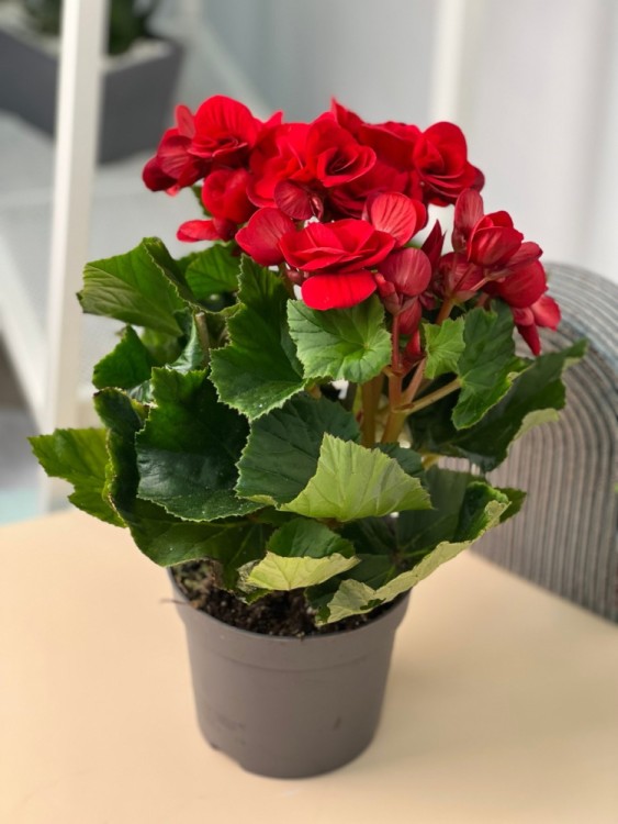 Бегония элатиор красная ⌀12 