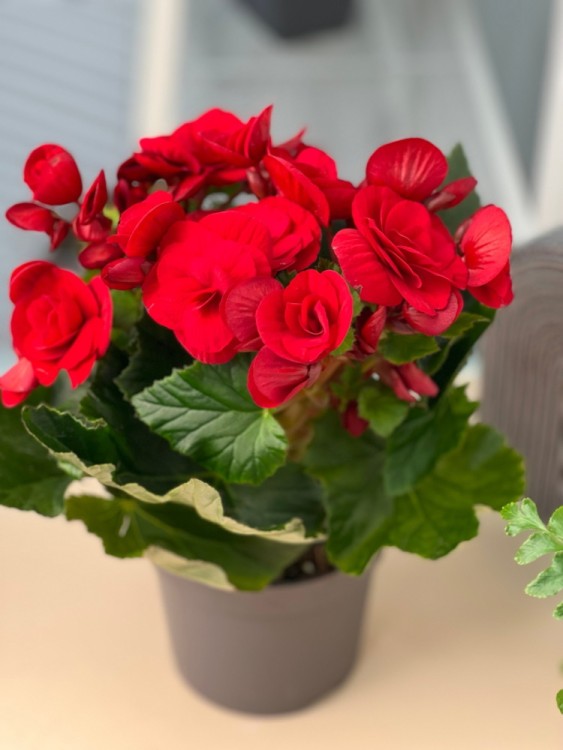 Бегония элатиор красная ⌀12 