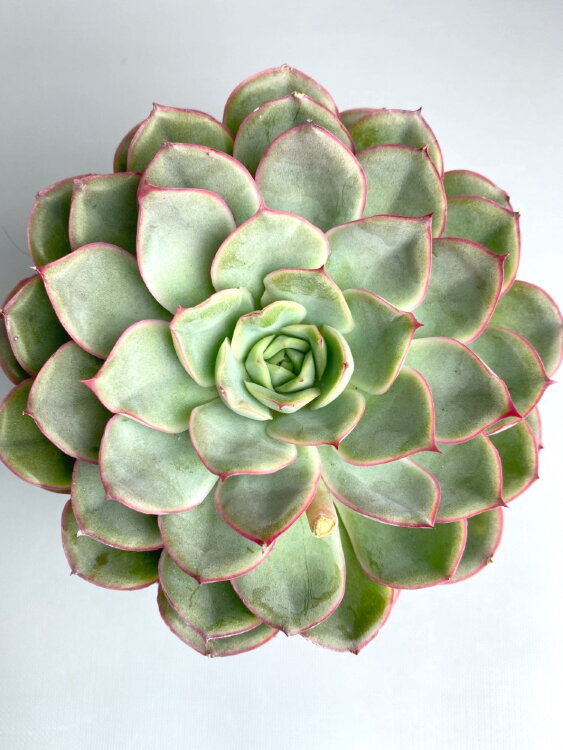 Эхеверия Пелуцида ⌀12 