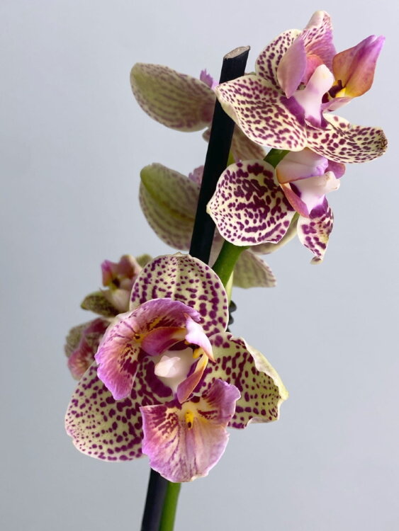 Орхидея фаленопсис Борнео трилипс бабочка 