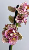 Орхидея фаленопсис Борнео трилипс бабочка 