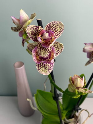 Орхидея фаленопсис Борнео трилипс бабочка