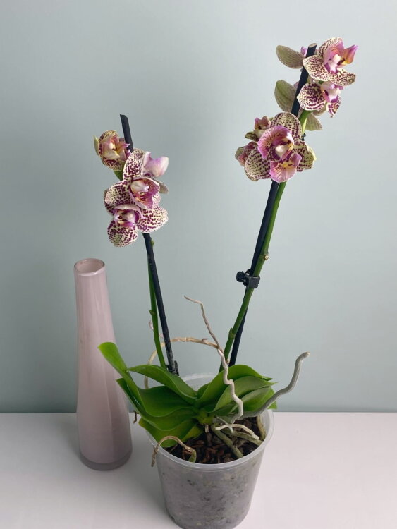 Орхидея фаленопсис Борнео трилипс бабочка 