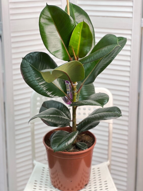 Фикус эластика Робуста ⌀21 70 см 