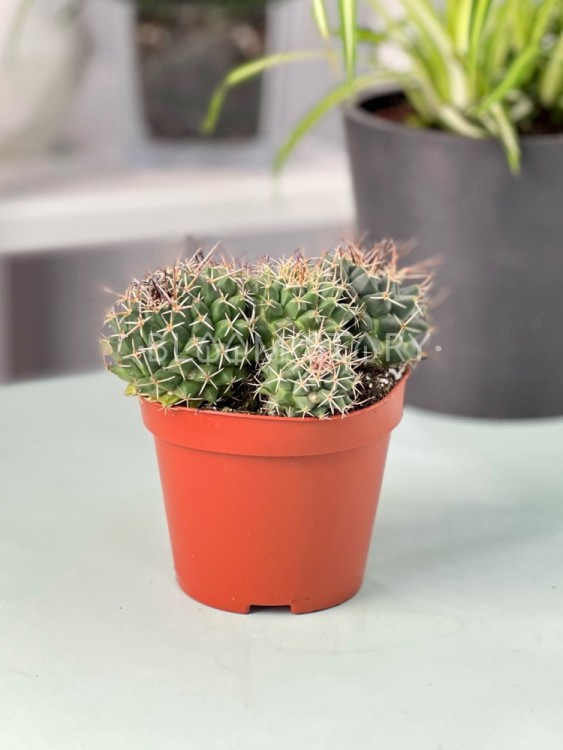 Маммиллярия Унцината ⌀10 