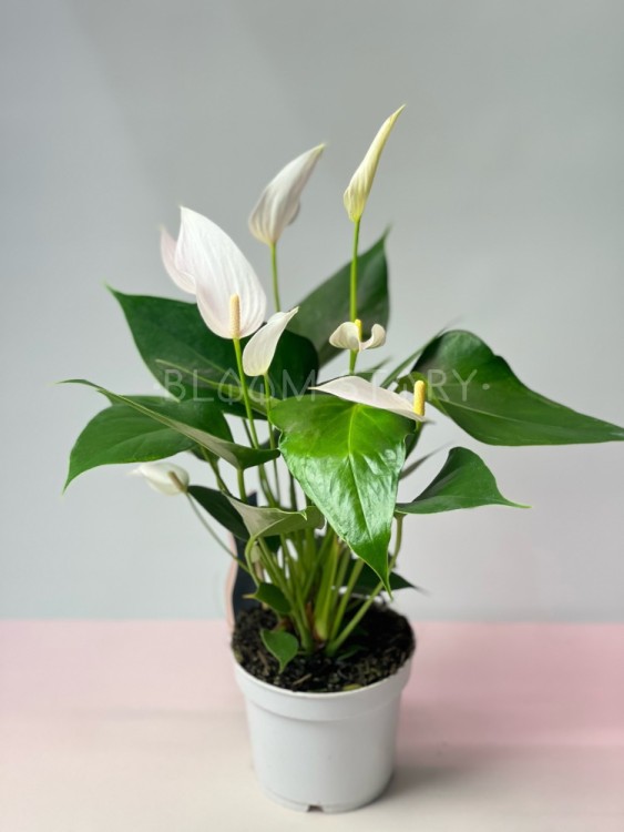 Антуриум Милле Флёр Кава ⌀12 40 см 