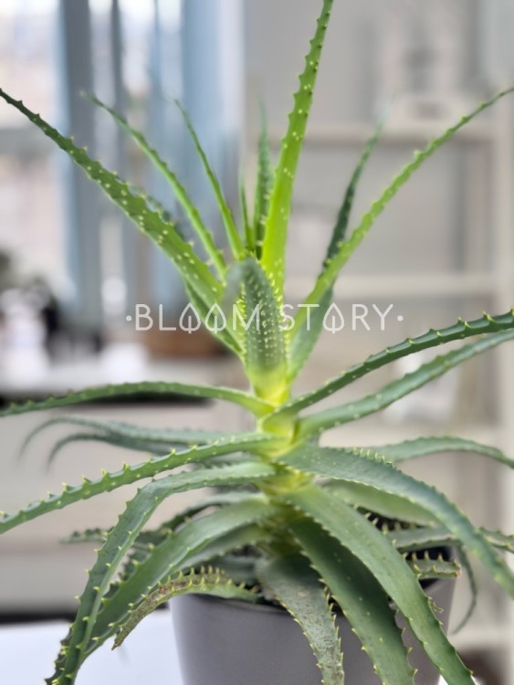 Алоэ Столетник в сером горшке ⌀18 45 см 