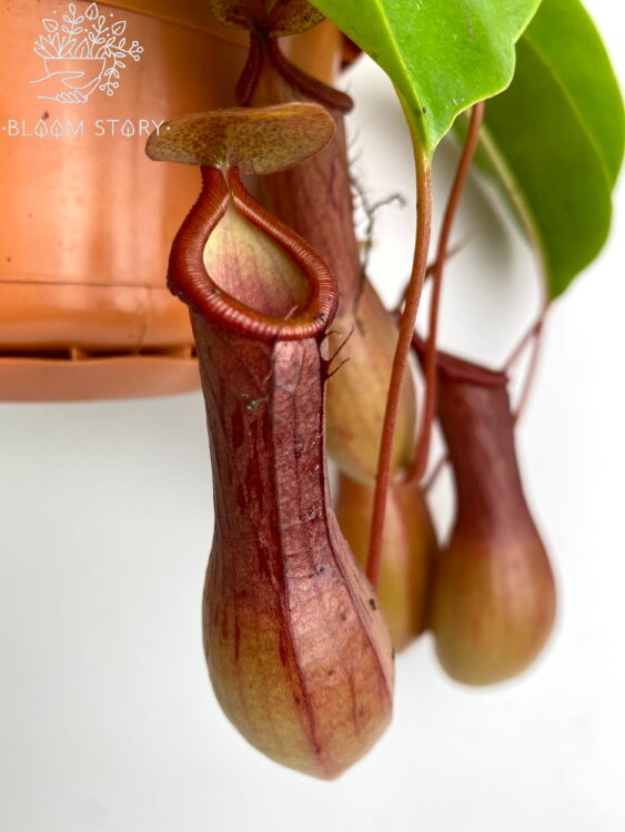 Мухоловка Непентес Алата 