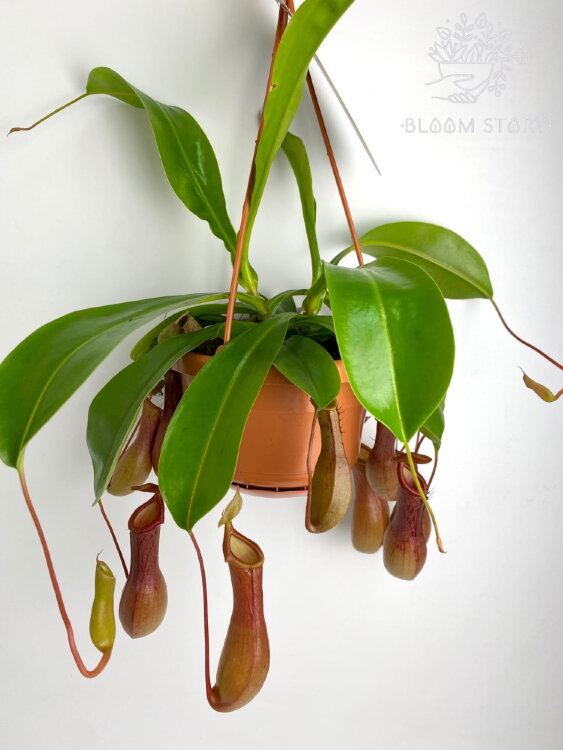 Мухоловка Непентес Алата 