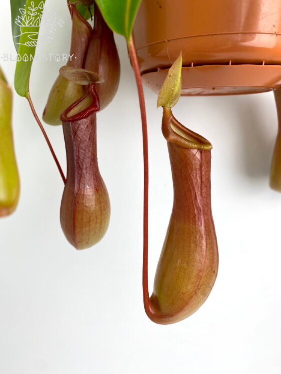 Мухоловка Непентес Алата 